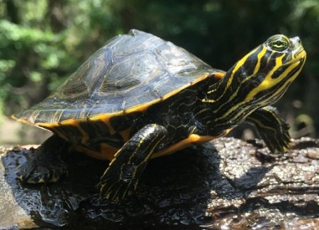 Tortugas de Agua Dulce
