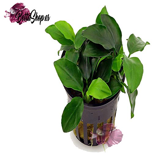 Anubias barteri, variedad nana