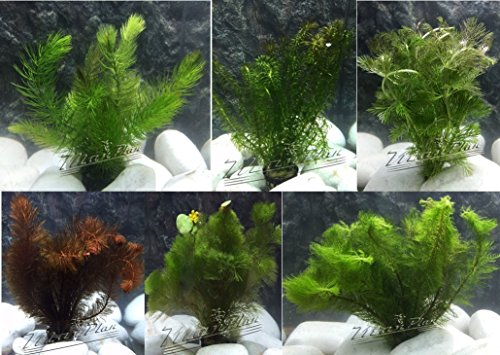 Plantas para mejorar la oxigenación del acuario
