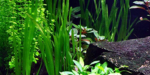 Vallisneria estrecha