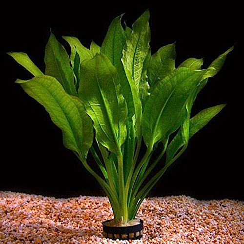 Planta viva para acuario 'Echinodorus Bleheri'