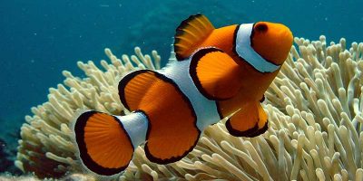 Pez Payaso, Amphiprion Ocellaris