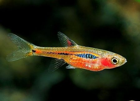 Boraras Brigittae (Mosquito)