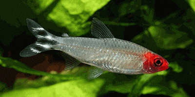 Pez Borrachito
