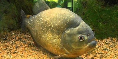 Piraña Roja