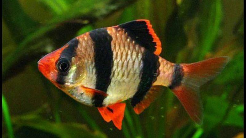 barbo tigre, barbus tetrazona, barbo sumatrano, puntius tetrazona
