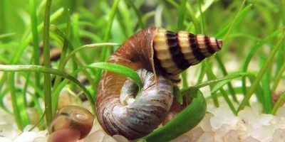Caracol Helena