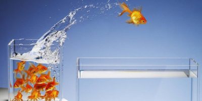 Cuantos Peces Puedo Meter en un Acuario