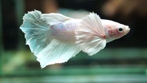 Pez betta de orejas grandes en acuario