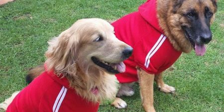 Mejores Abrigos Para Perros