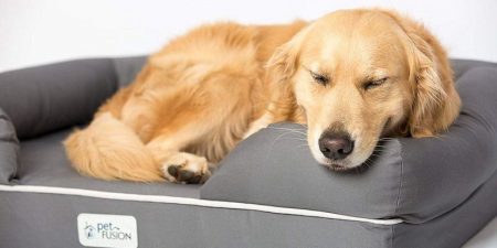 Mejores Camas Ortopédicas Para Perros