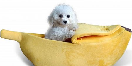Mejores Camas Para Perros Originales