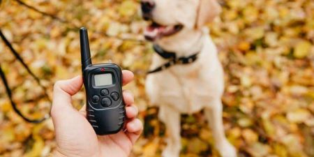 Mejores Collares de Adiestramiento Para Perros