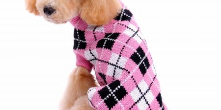 Mejores Jerseys Para Perros