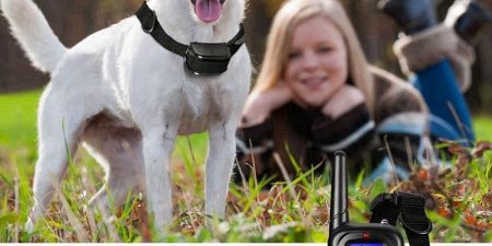Mejores Collares Antiladridos Para Perros