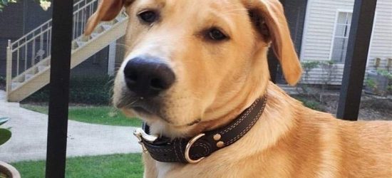 Mejores Collares Para Perros