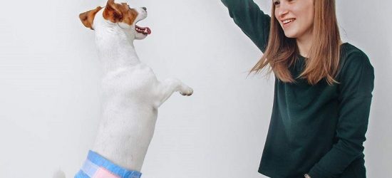 Mejores Pañales Para Perros