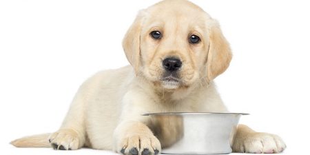 Mejores Piensos Para Cachorros