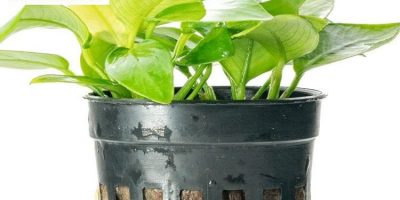 Clasificación de las Plantas de Acuario