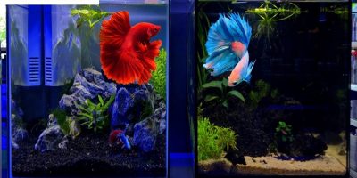 Mejores Acuarios Para Betta
