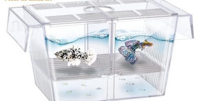 Mejores Parideras Para Peces