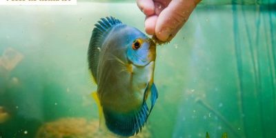Mejor Comida Para Peces Disco